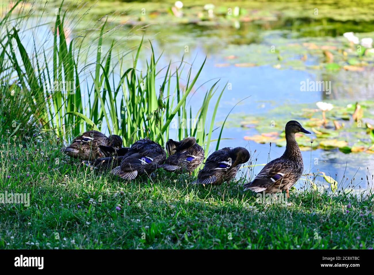 Vienna, Austria. Mallards in the Floridsdorf Water Park (Anas platyrhynchos) Stock Photo