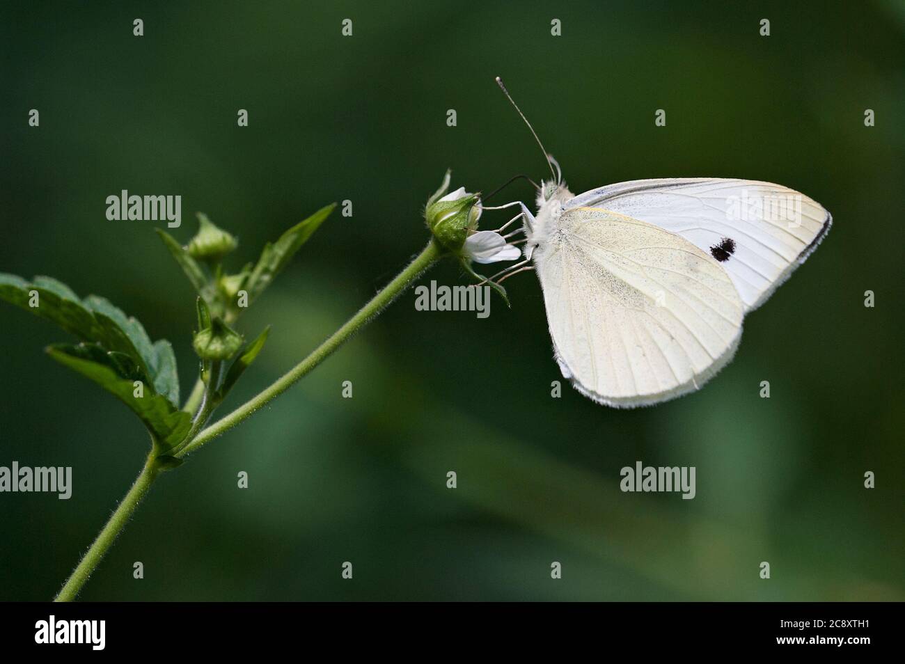 Cabbage white butterfly Stock Photo