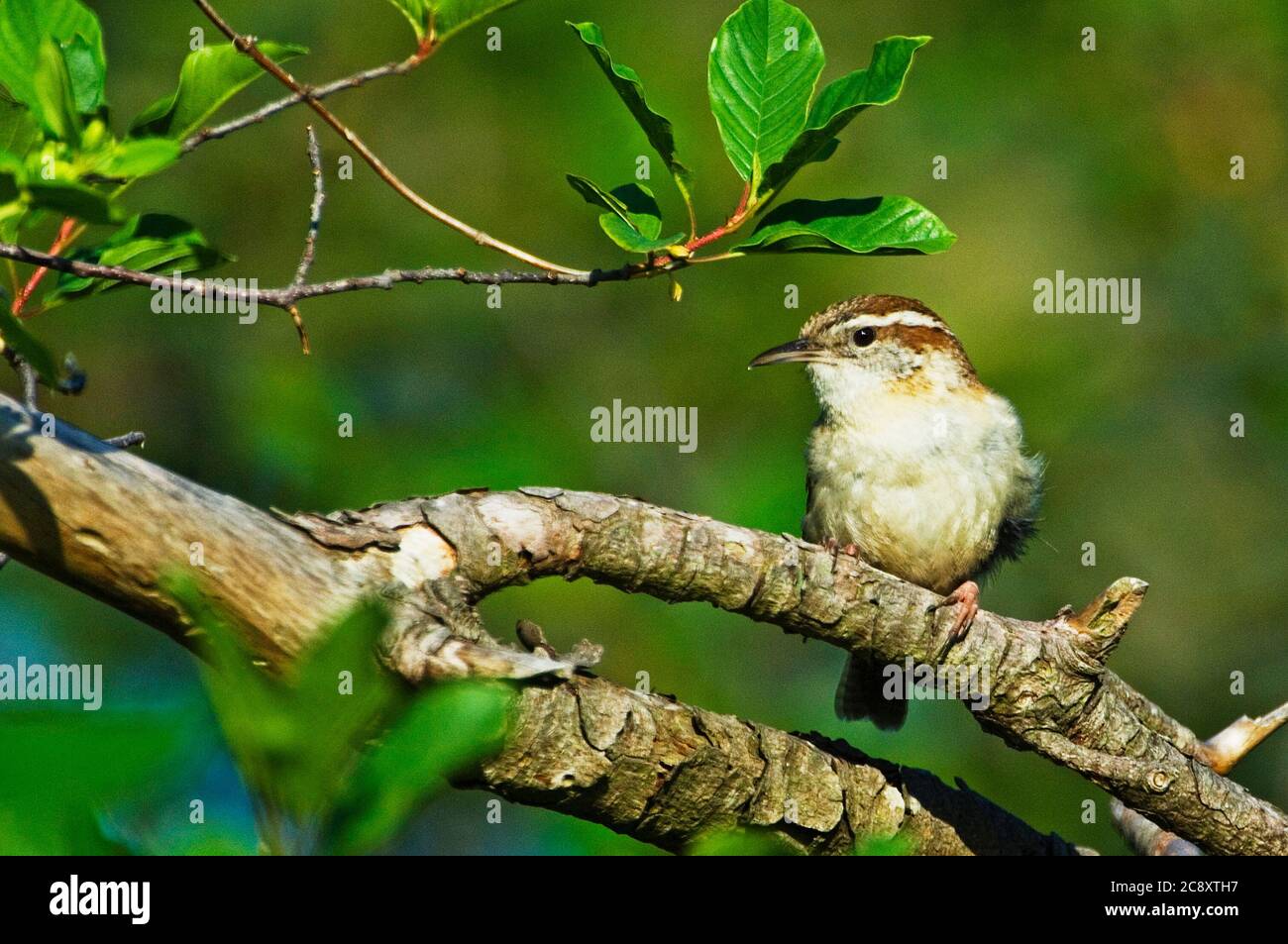 Carolina wren Stock Photo