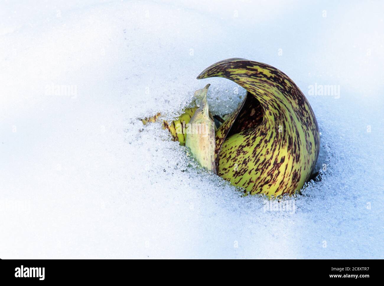 Eastern Skunk cabbage spathe melting through snow in wetland habitat