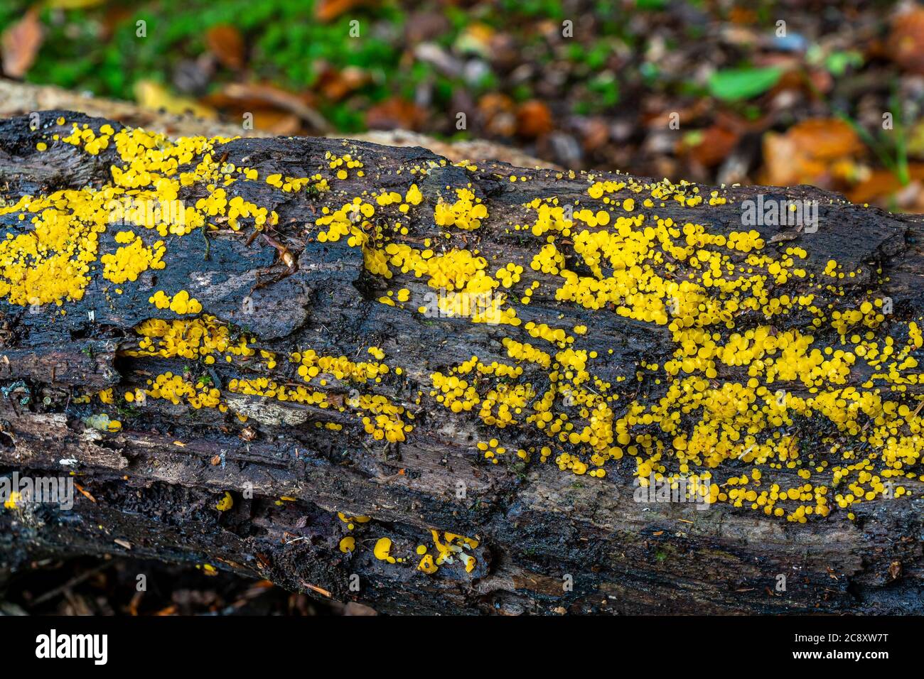A log covered in yellow Bisporella Citrina. Stock Photo