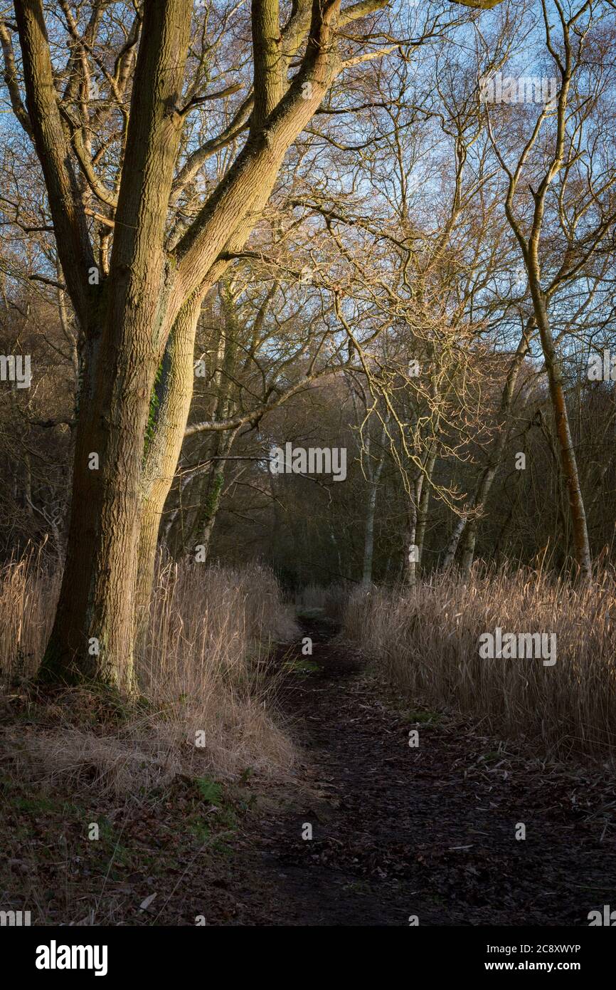 Flitwick Moor inbetween Maulden and Flitwick in Bedfordshire, UK Stock