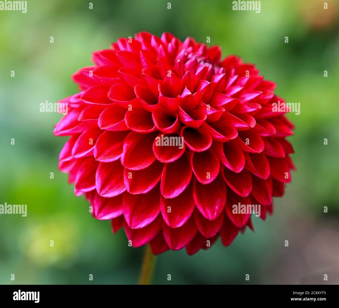Close up shot of a red flower head of a Dahlia 'Abridge Ben' at the National Dahlia Collection, Penzance, Cornwall, England Stock Photo