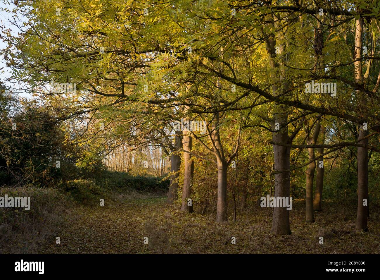 Cornmill Meadow in the Lee Valley Country Park, Essex, UK Stock Photo