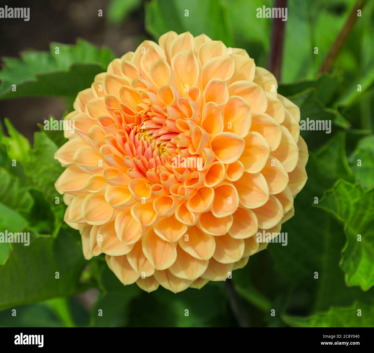 Close up shot of an orange flower head of a Dahlia 'Jack Hood' at the National Dahlia Collection, Penzance, Cornwall, England Stock Photo