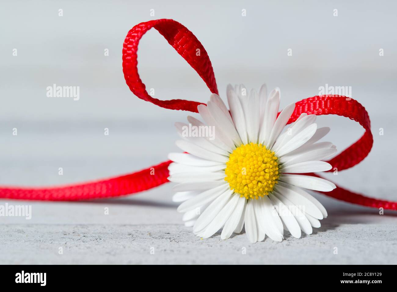 Daisy white flower with red ribbon on a wooden background Stock Photo