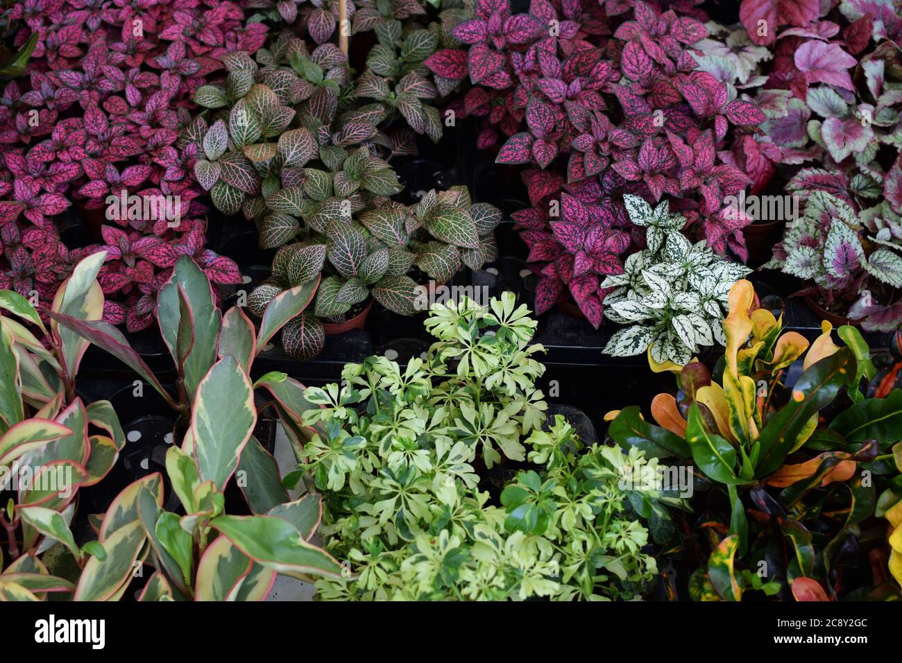 Variegated foliage tropical plants for sale at flower shop. Stock Photo
