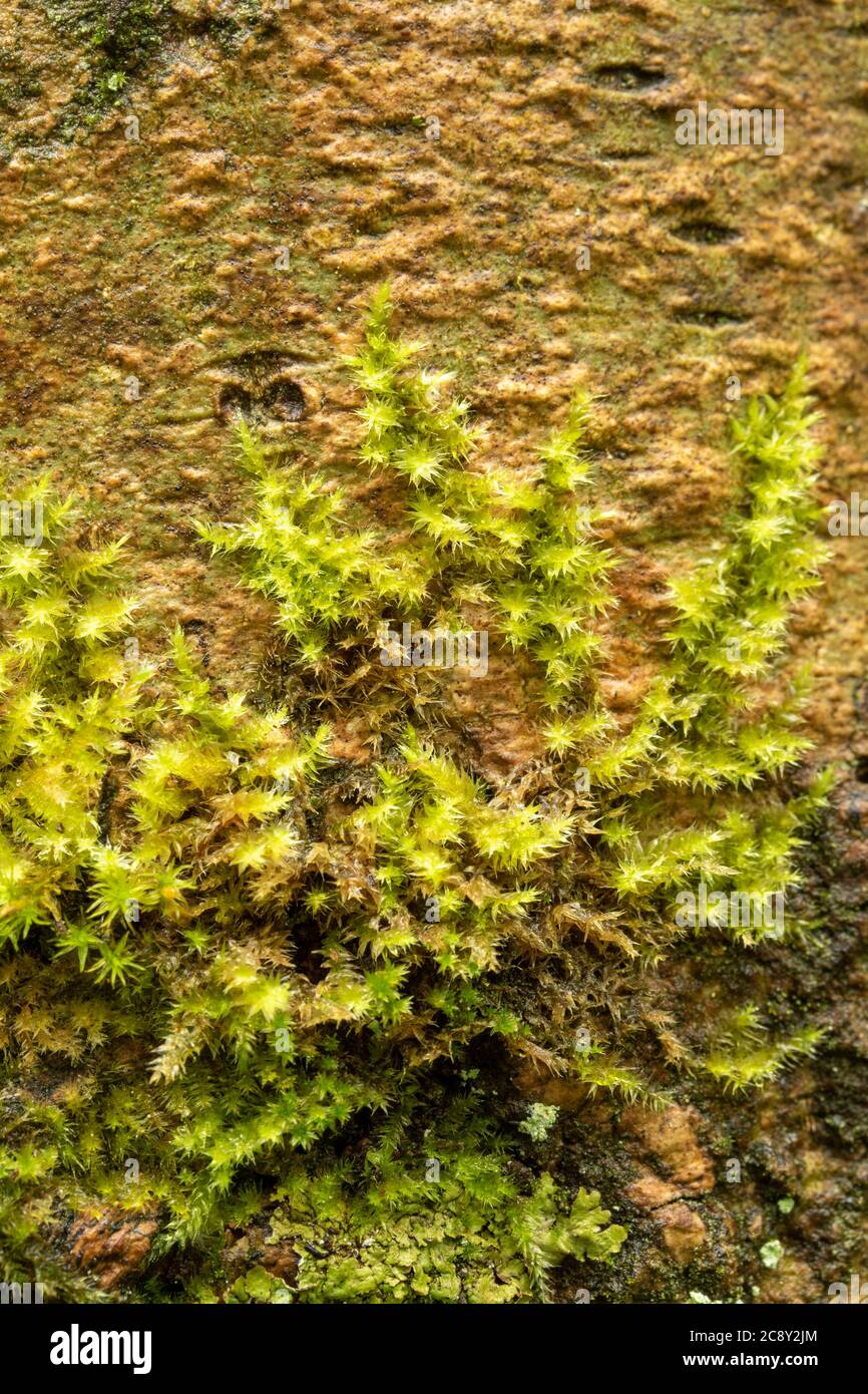 Moss growing against tree trunk, close up nature patterns Stock Photo