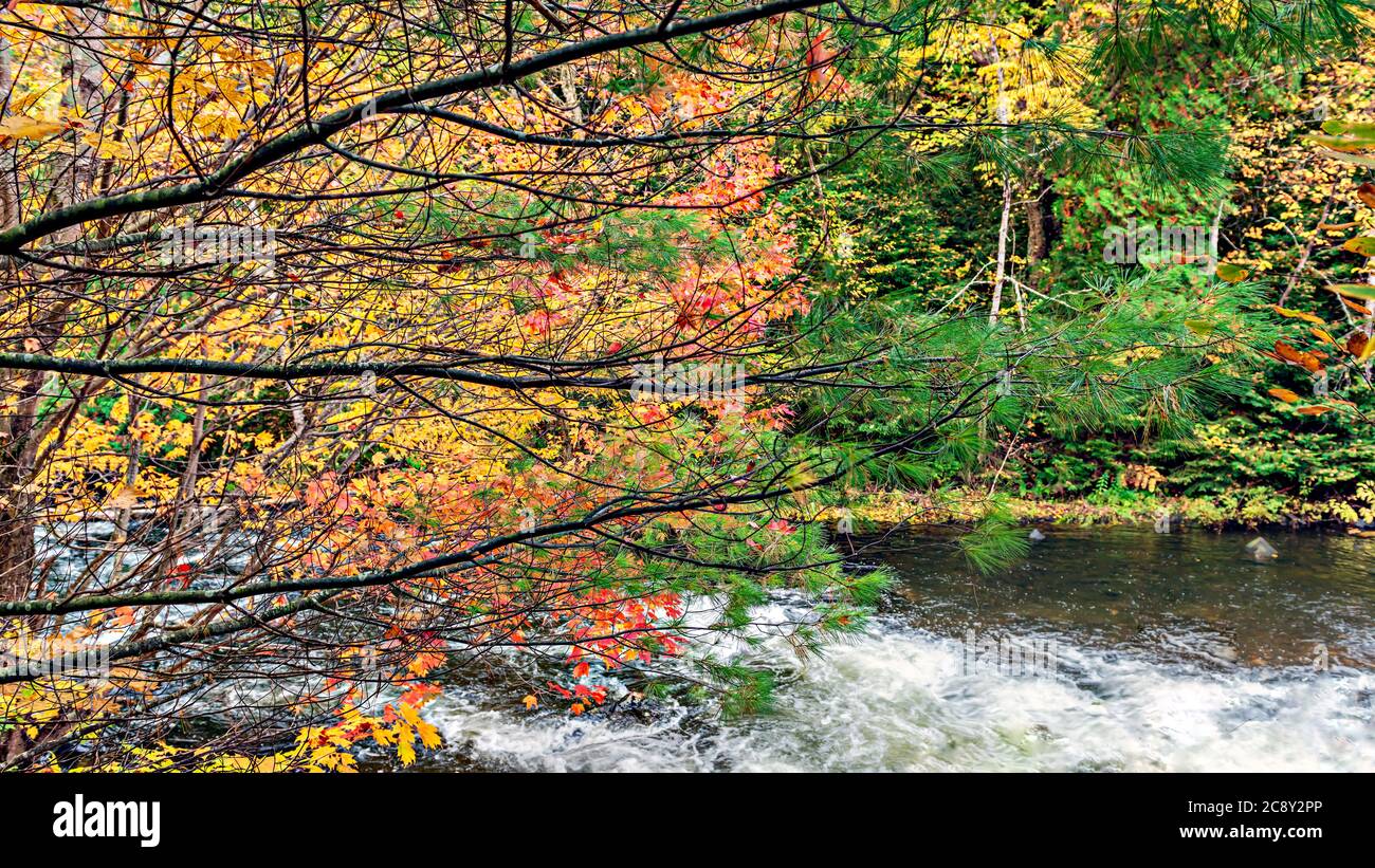 View at the forest in Algonquin Park in Ontario. Picturesque fall colors on trees. Stock Photo