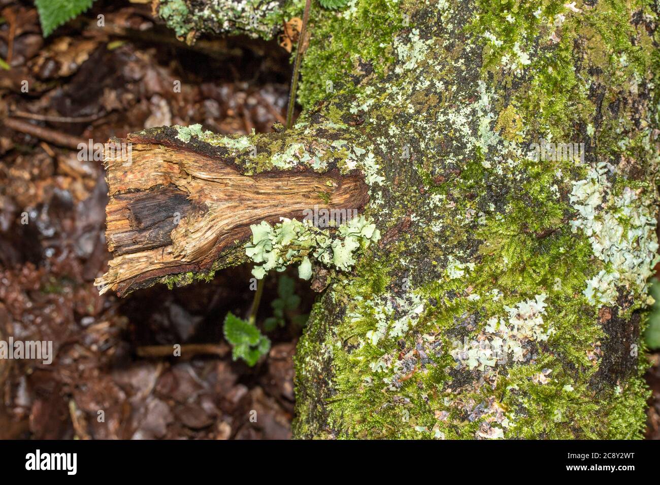 Moss growing against tree trunk, close up nature patterns Stock Photo