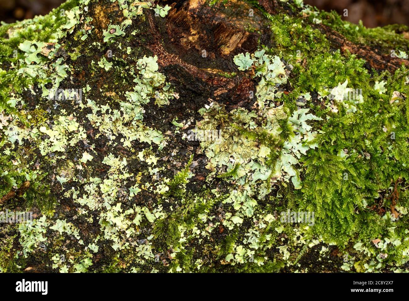 Moss growing against tree trunk, close up nature patterns Stock Photo