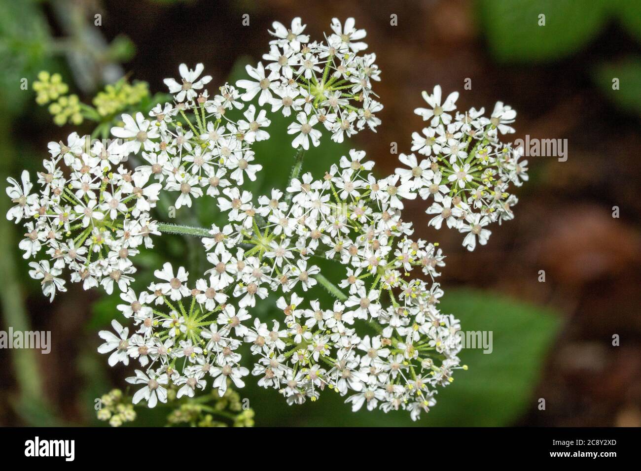 Hogweed flowering head in natural close up Stock Photo