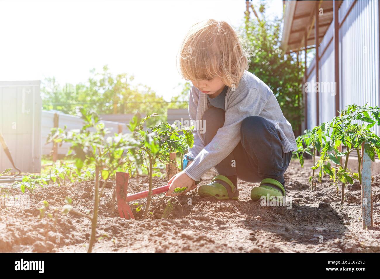 Happy cute little child boy helping parents to grow seedlings of tomatoes in vegetable garden and having fun. Activities with children outdoors. Funny little gardener. Spring or summer concept, nature and care. Stock Photo