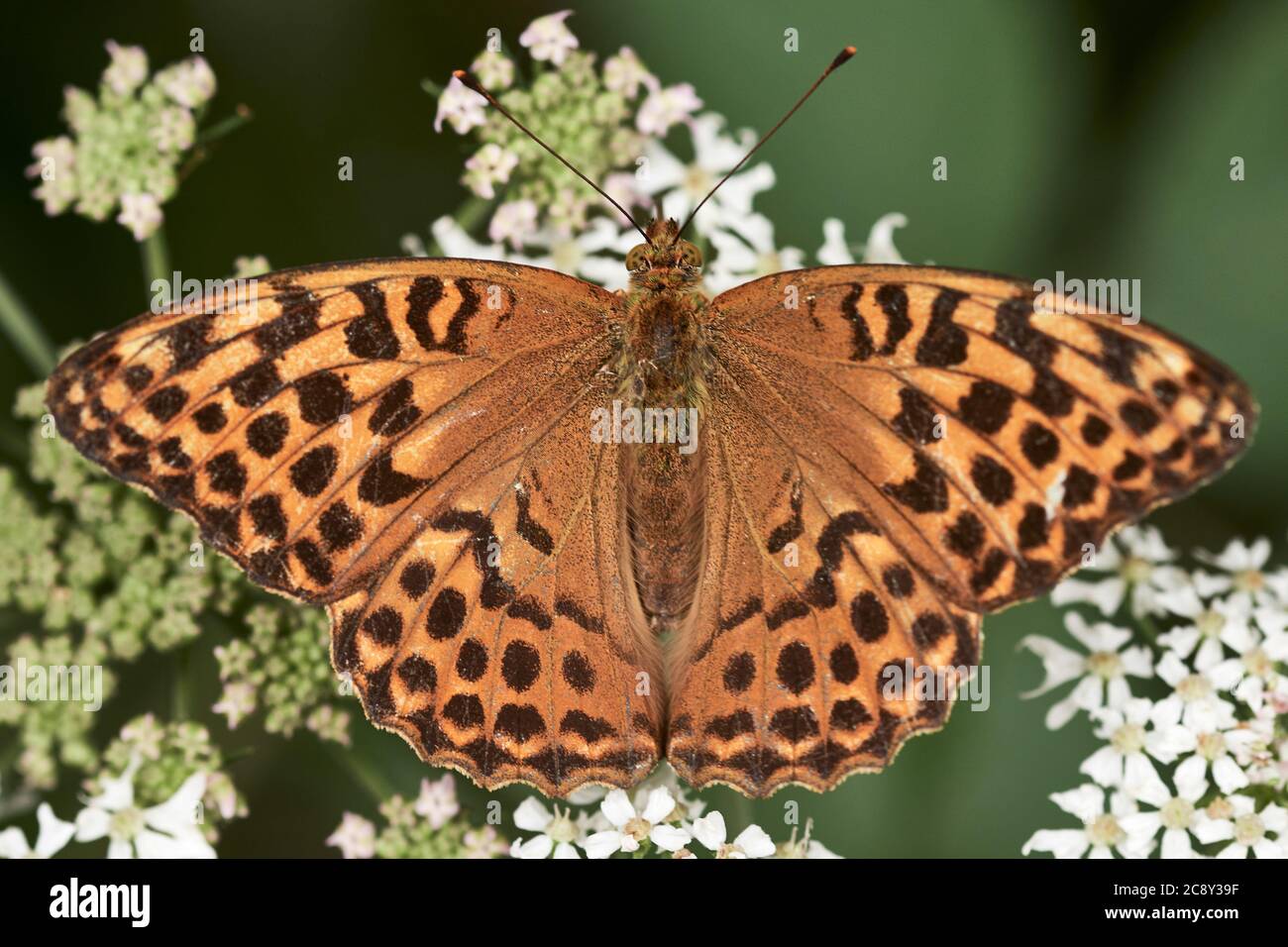 Upperside wings of female Silver-washed fritillary butterfly (Argynnis paphia) perched on wild flower Stock Photo