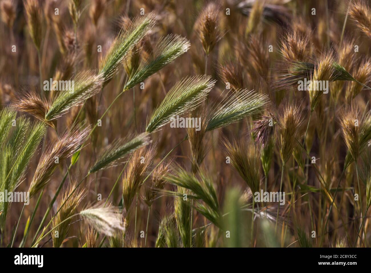 Close up textures of swaying brown and green roadside grasses Stock Photo