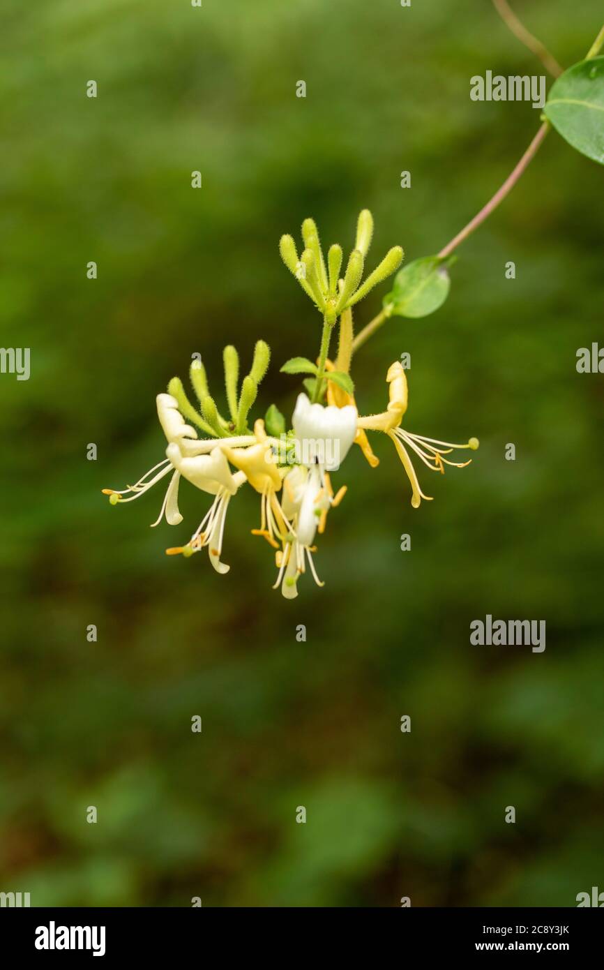 Honeysuckle flowers in full bloom in a natural woodland setting, nature portrait Stock Photo