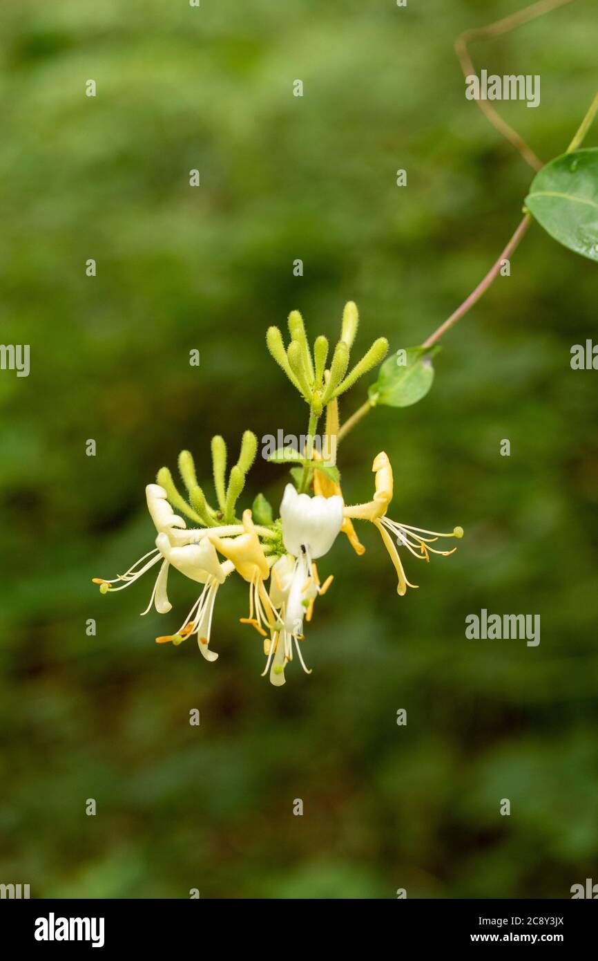 Honeysuckle flowers in full bloom in a natural woodland setting, nature portrait Stock Photo