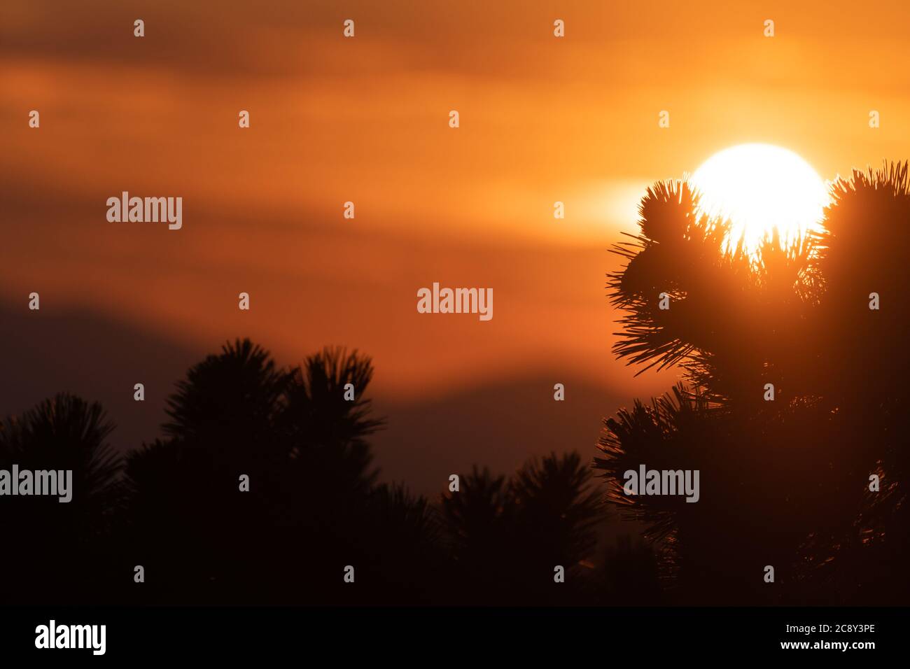 Silhouette of pine tree branch with intense sunset on orange background. Vacation, tourism and optimism concepts. Stock Photo