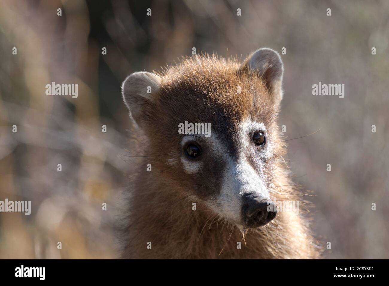 Distinctive wild coatimundi, or coati, lifts head from drinking for perfect sunlit portrait with water dripping from its snout. Stock Photo
