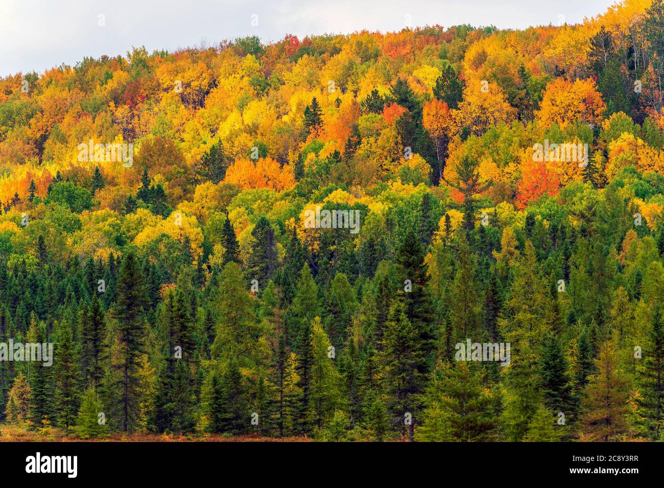 View at the forest in Algonquin Park in Ontario. Picturesque fall colors on trees. Stock Photo