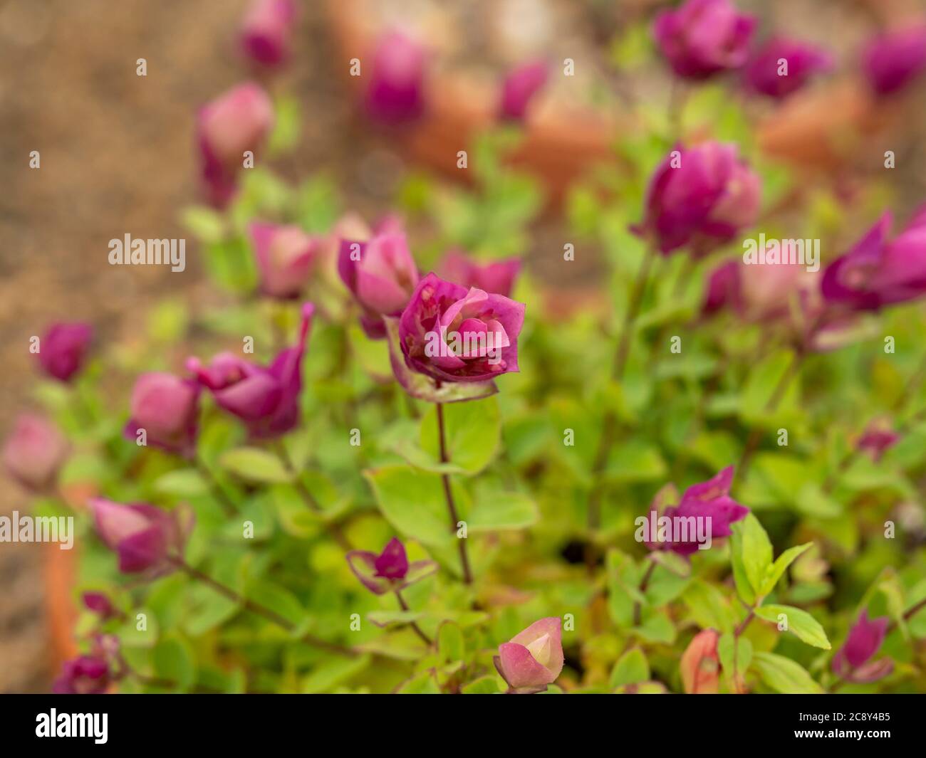 Closeup of tiny little pink flowers on an Origanum amanum plant Stock Photo