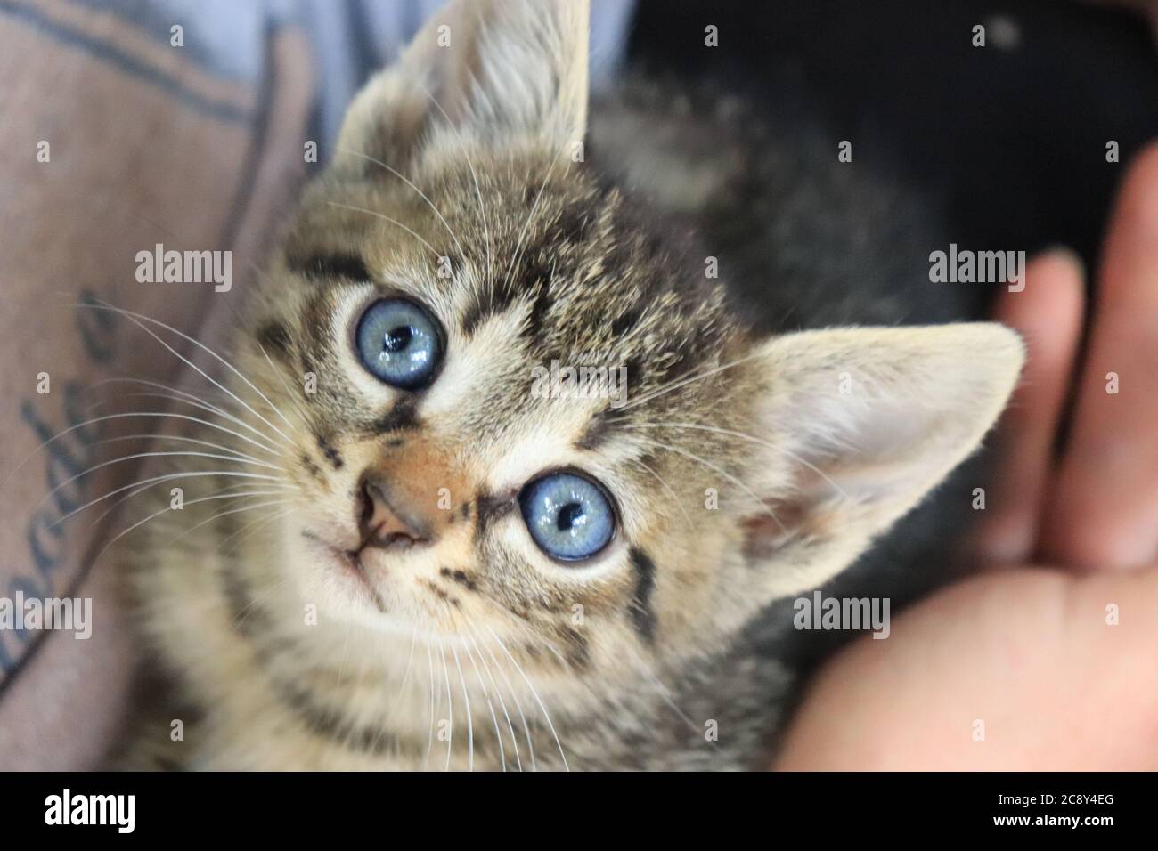 Domestic short-haired cat with expressive blue eyes,  macro shot selective focus Stock Photo