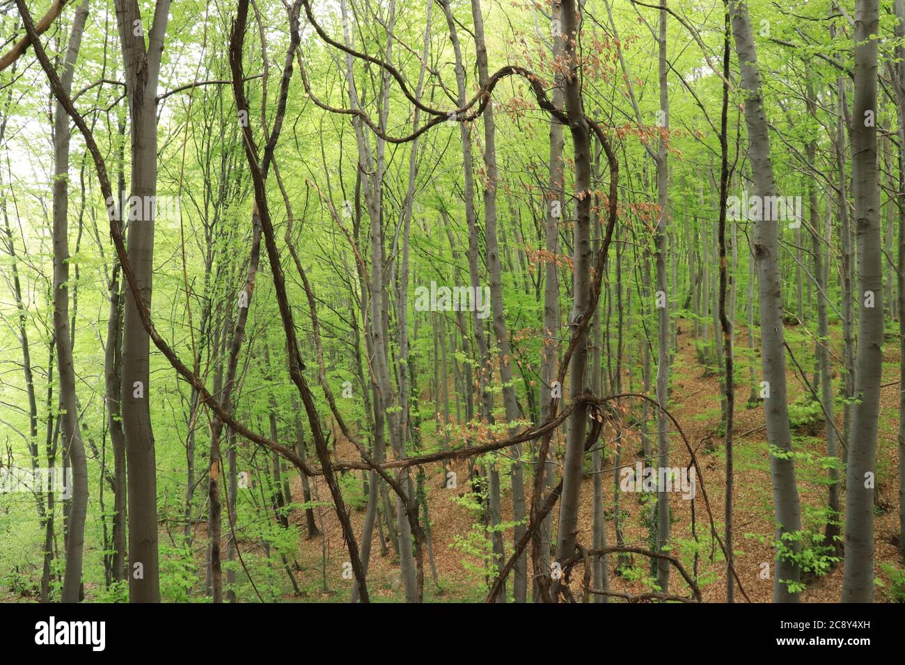 Young beech forest in early spring Stock Photo