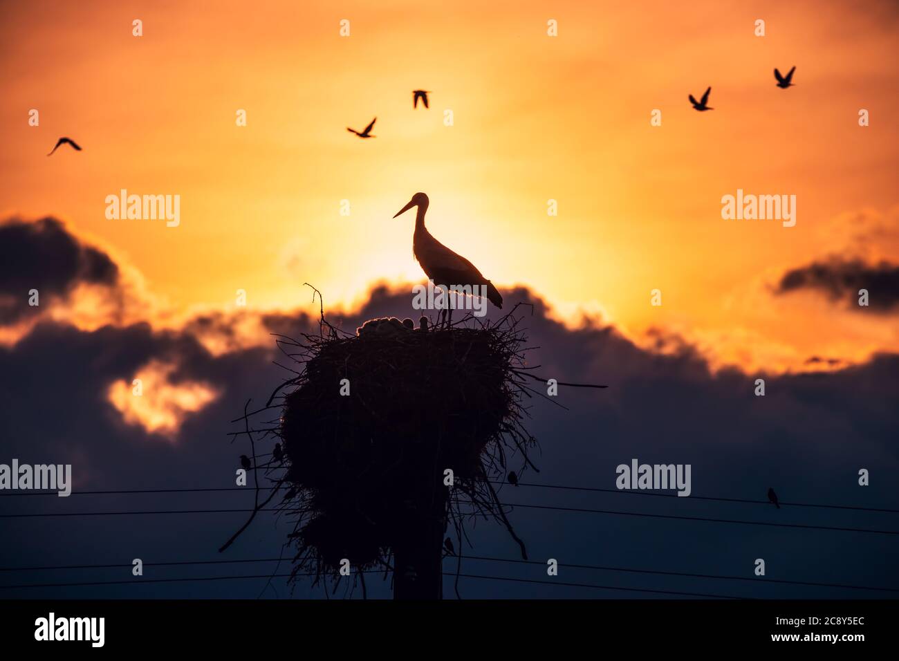 Love Nest High Resolution Stock Photography and Images Alamy