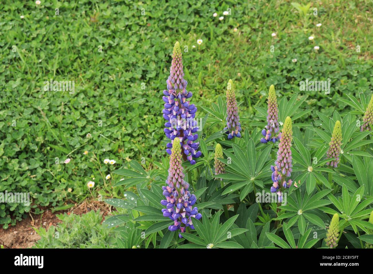 Field Larkspur High Resolution Stock Photography and Images - Alamy