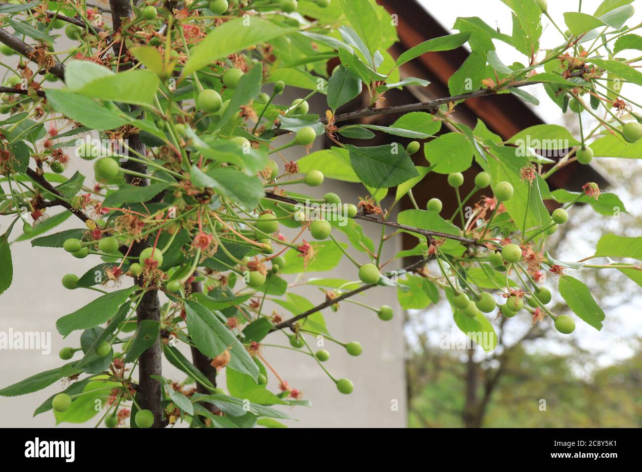 Green unripe cherries hanging on branches in cherry tree in natural light Stock Photo