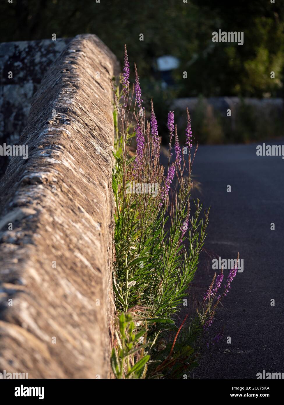 Wild flowers with purple blooms growing from wall of old stone bridge ...