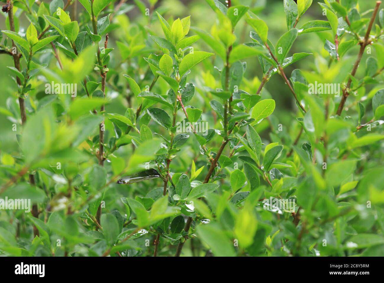 Part of green bushes and raindrops Stock Photo