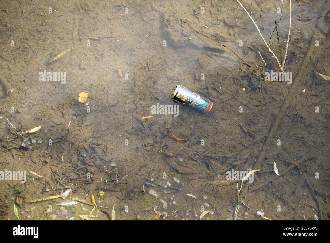 A single beer can in stagnant water. Polluted dirty river with litter. Stock Photo