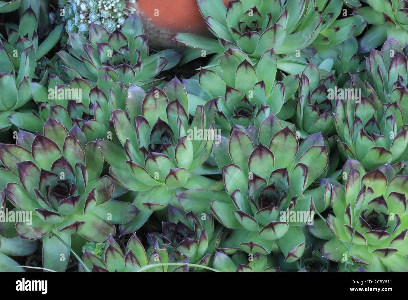 Housleek or semprevivum macro shot Stock Photo