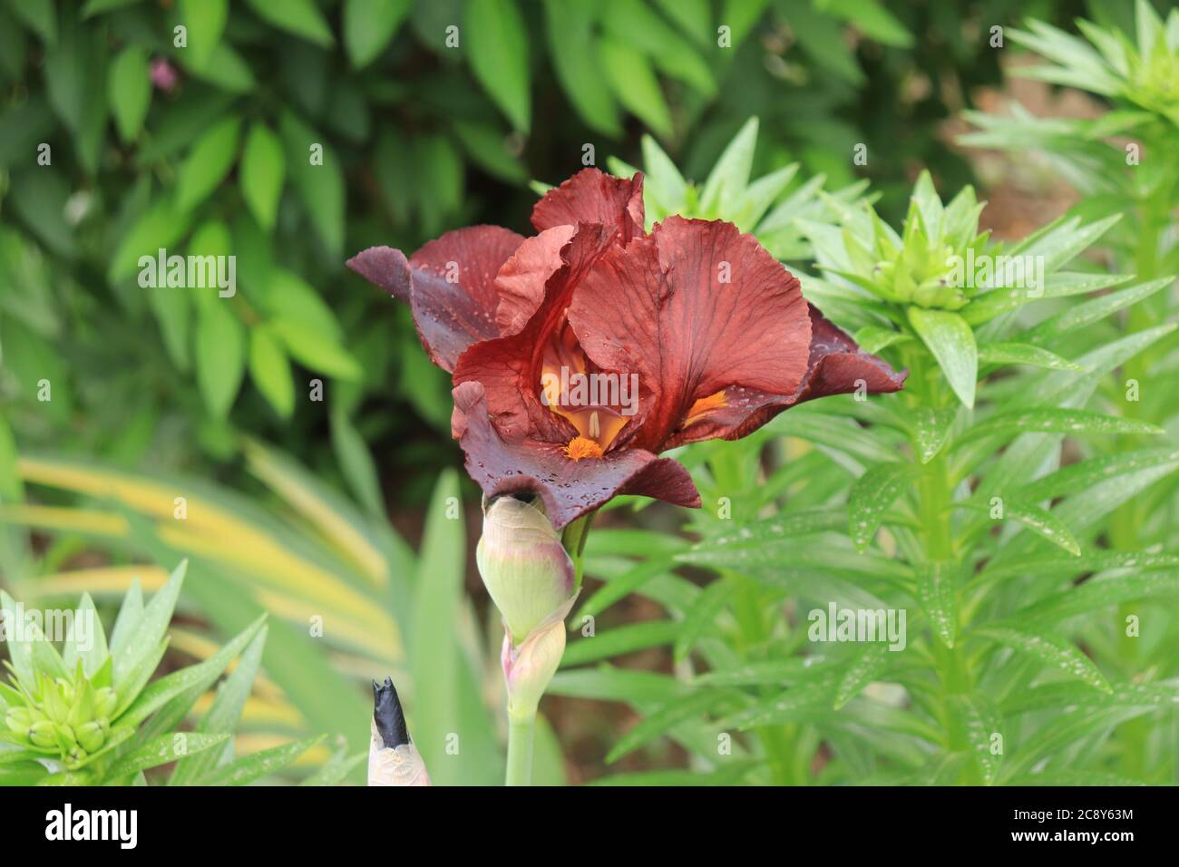 Brown iris flower Stock Photo
