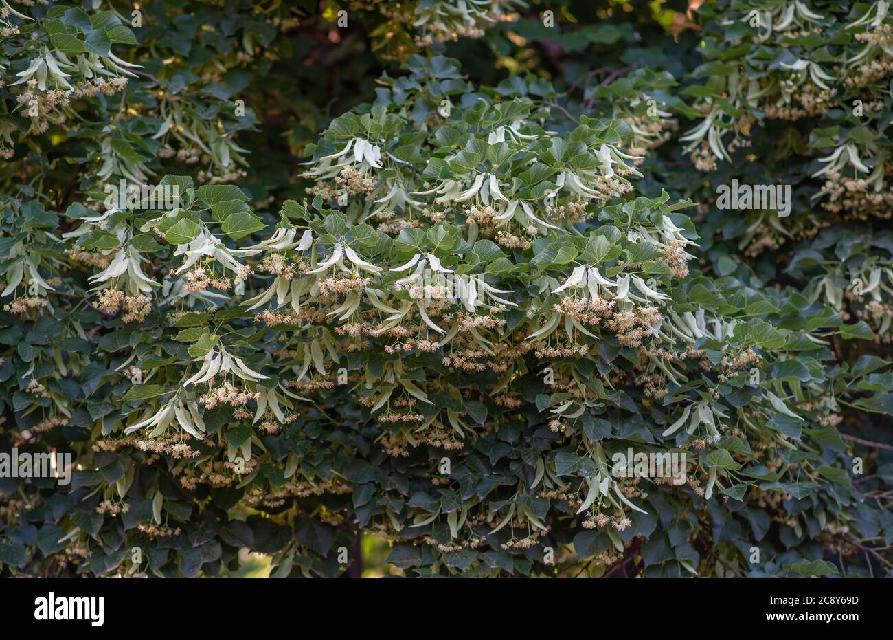 Blooming branchs linden tree outdoors on a sunny day. The healing