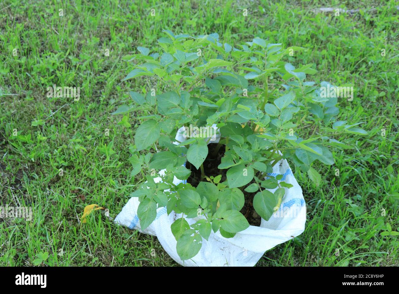 An organically grown green potato plant planted in a bag on the grass