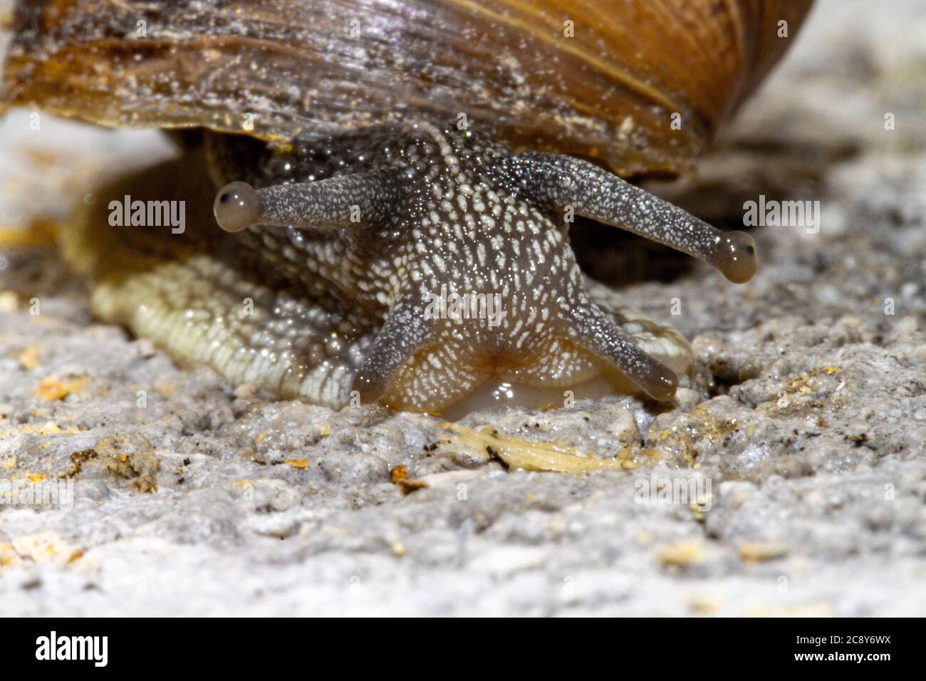 Snail trail hires stock photography and images Alamy