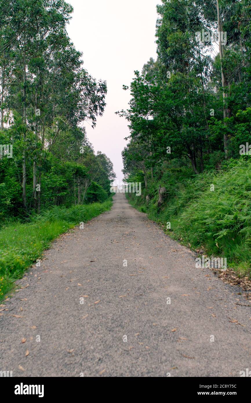 Lonely forest road in middle hi-res stock photography and images - Alamy