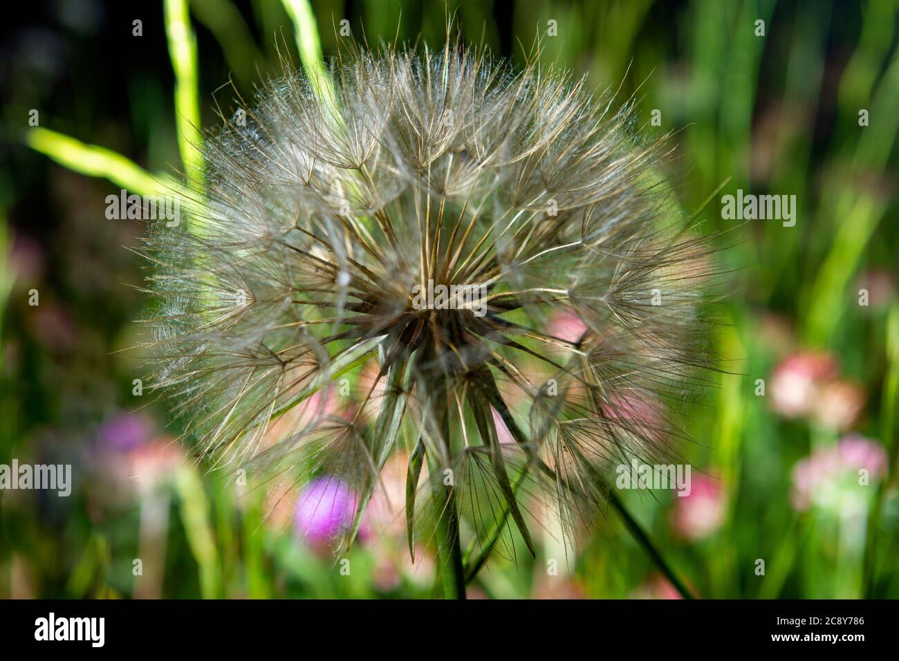 Dandelion flower in spring, photographed very closely Stock Photo