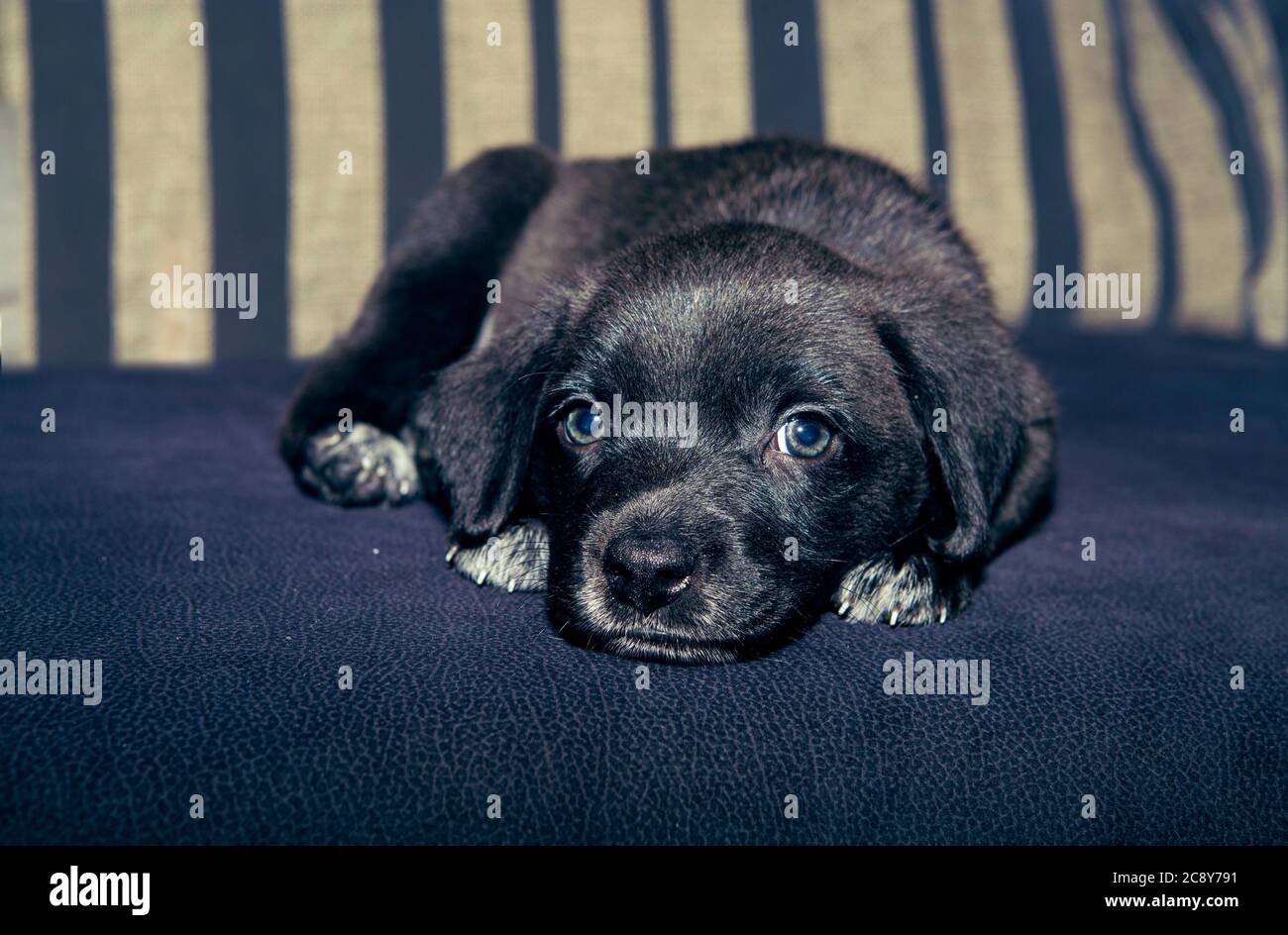 Lovely and sweet puppy resting with tender look and clear eyes Stock Photo