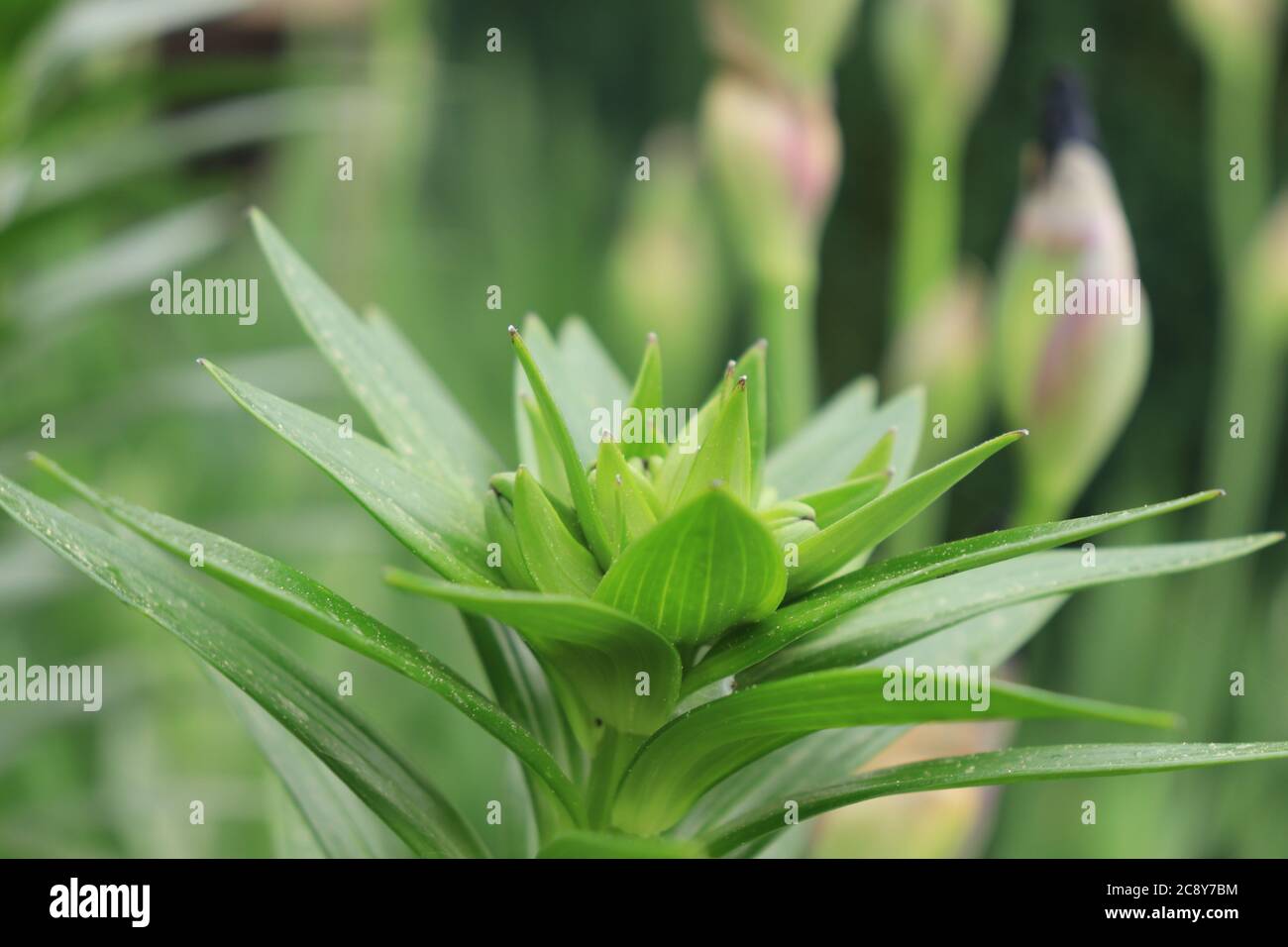 Lucioles Iris Socks Bud