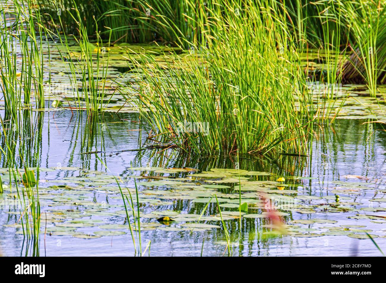 Landscape of a swampy reservoir overgrown with reeds and lilies. In shades of green. Stock Photo