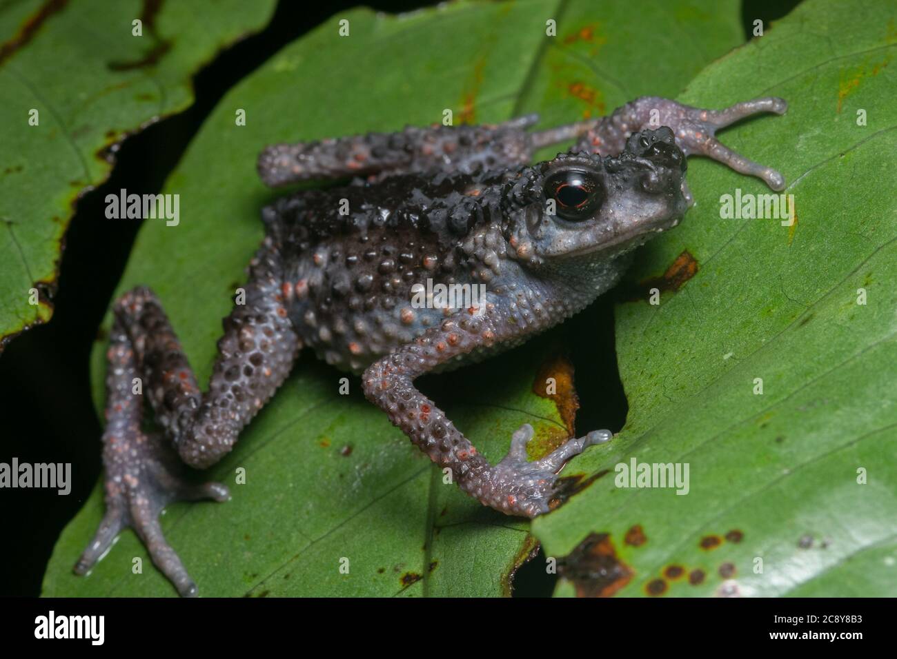A spiny slender toad (Ansonia spinulifer), a toad endemic to the jungles of Borneo. Stock Photo