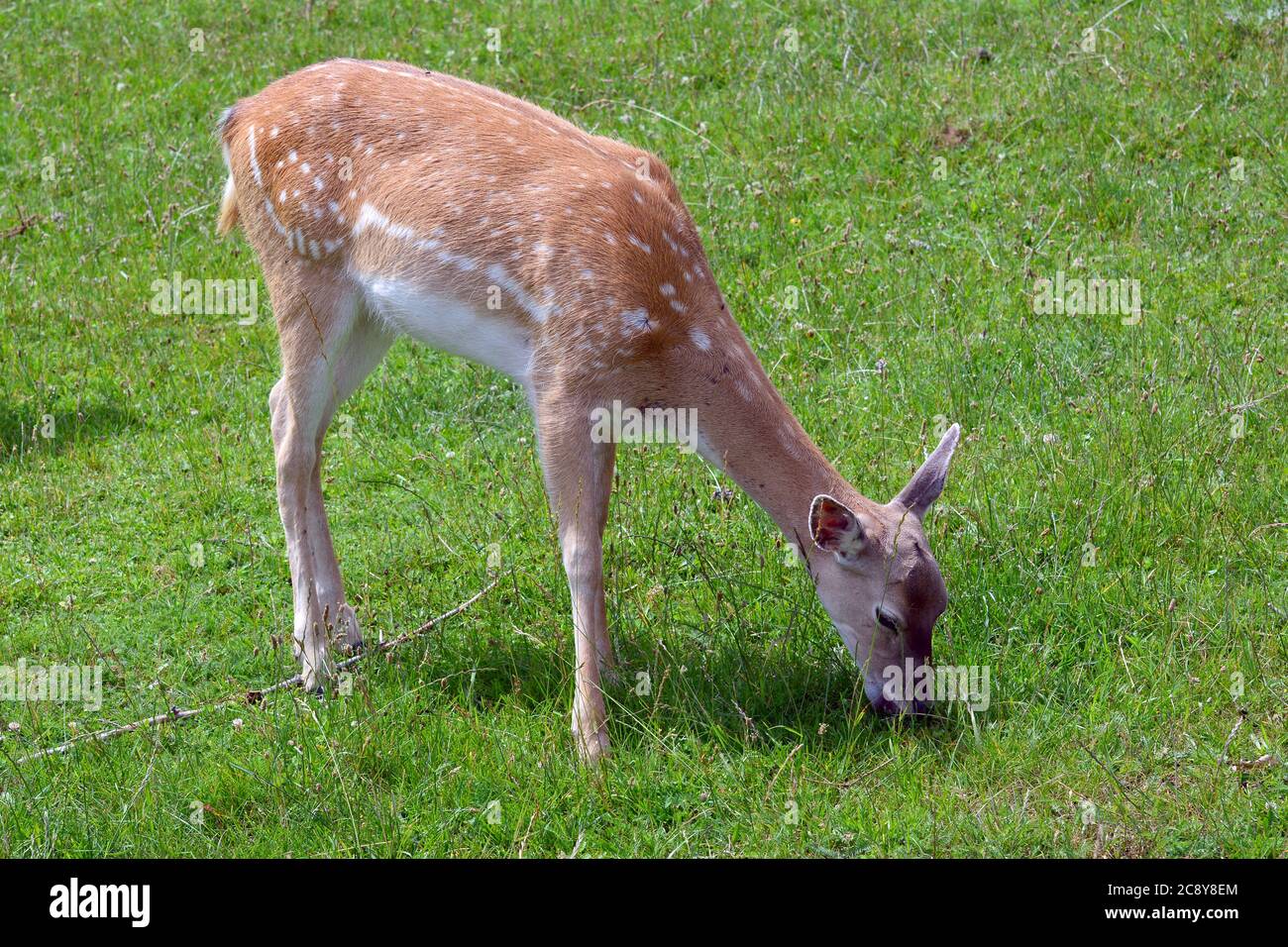 Persian fallow deer, Dama mesopotamica, mezopotámiai dámvad Stock Photo