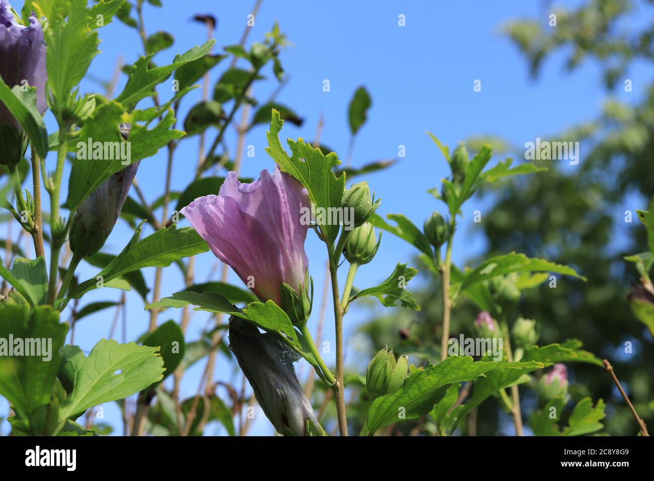 A pink hibiscus bud and a blue sky in a blurred background Stock Photo