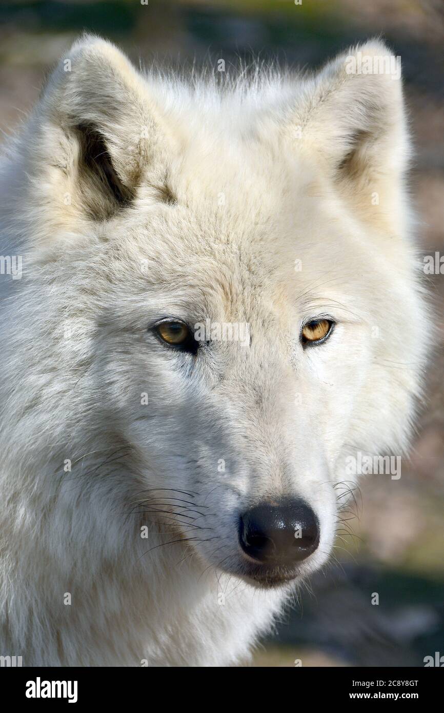 Arctic Wolf White Wolf Or Polar Wolf Polarwolf Weisswolf Arktischer Wolf Farkas Canis Lupus Arctos Sarki Farkas Stock Photo Alamy