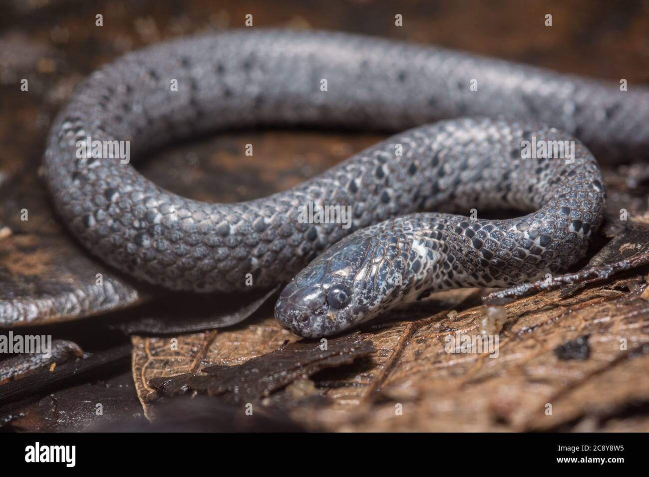 A white spotted slug snake (Pareas margaritophorus) a common harmless snake from Hong Kong. Stock Photo
