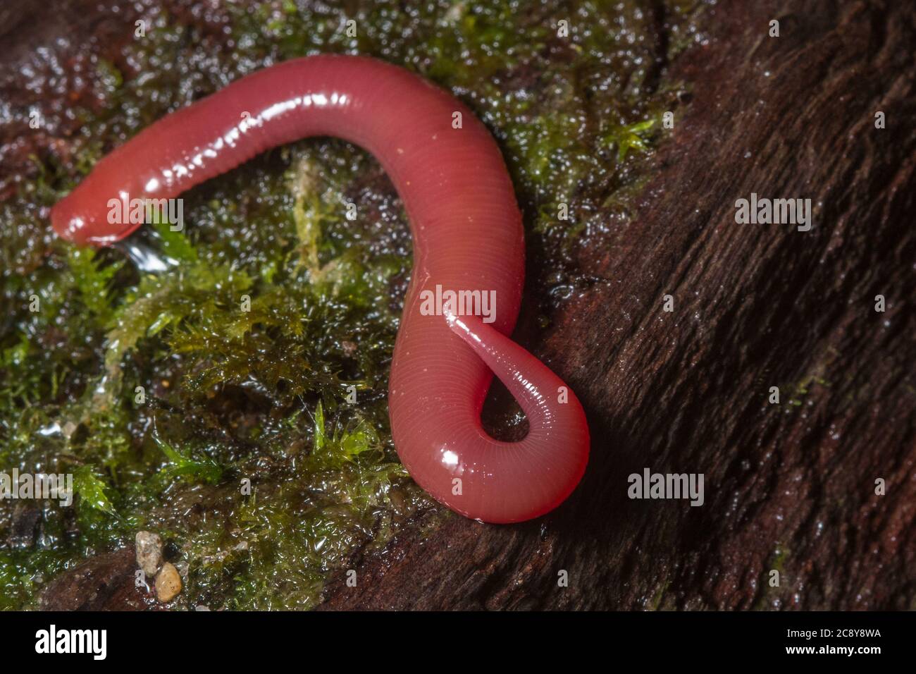 Kinabalu giant red leech (Mimobdella buettikoferi) a huge predatory leech found in the forests of Mount Kinabalu National park in Sabah, Borneo. Stock Photo