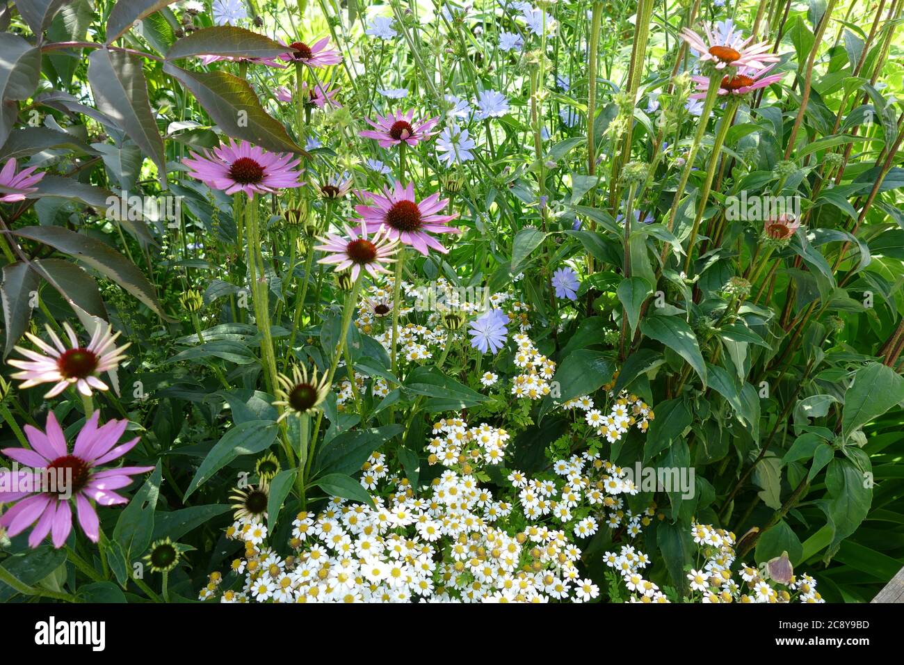 Assorted colour flowers hi-res stock photography and images - Alamy